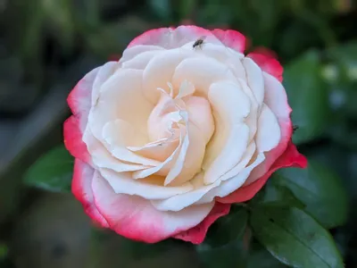 Роза миниатюрная Хайди Клум (Heidi Klum) - Зеленый ПоСад