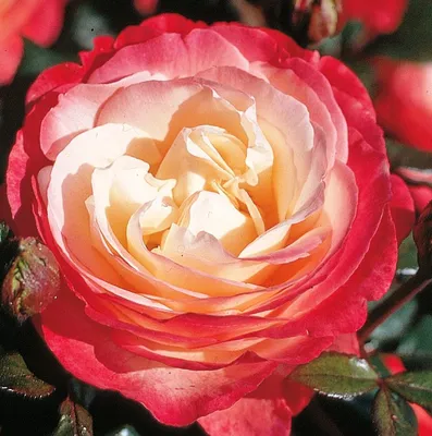 Роза Ностальжи. Купить розы Тантау Tantau в Сергиевом Посаде