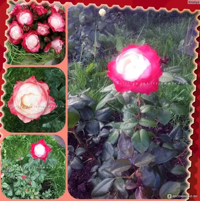 Штамбовые розы в ландшафтном дизайне | Интернет-магазин садовых растений