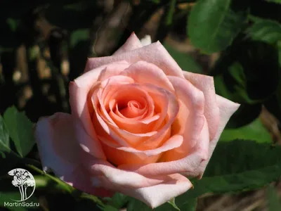 Как вырастить розу Ностальжи | VseOlady.ru | Дзен