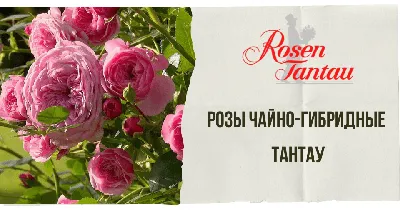 Роза Пинк Охара (Pink O'Hara) - Московский ОАЗИС