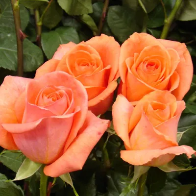 Новости питомника: Крупная поставка штамбовых роз: 22 сорта — 14 новинок