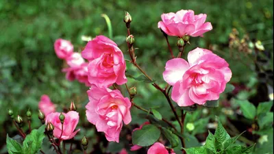 Роза чайно–гибридная Моника в садовом центре