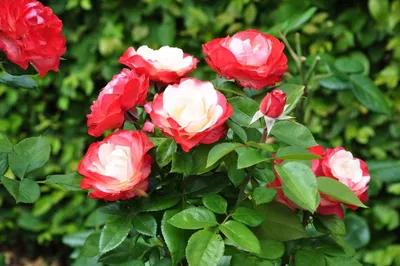 Саженцы розы Ностальжи купить | питомник Агро Бреза Украина Киев