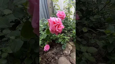 🌹Роза чайно-гибридная Огюст Ренуар... - vsedlyasadaogoroda | Facebook