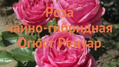 Троянда чайногібридна Огюст Ренуар (роза Auguste Renoir) (ID#1244963155),  цена: 100 ₴, купить на Prom.ua