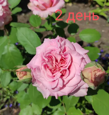 Роза чайно-гибридная Огюст Ренуар (auguste renoir) 🌿 обзор: как сажать,  саженцы розы Огюст Ренуар - YouTube