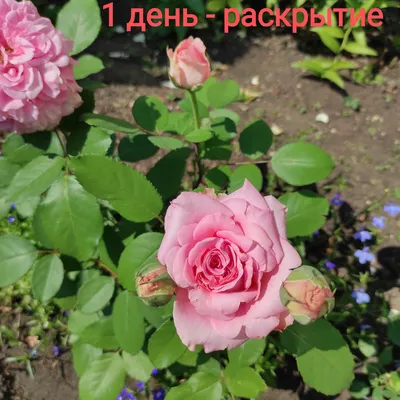 О том, как роза Эшли ( Ashley ) держит свой цветок | Розы и другие цветы |  Дзен