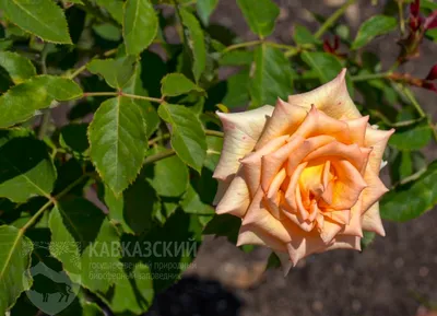Роза ЧИППЕНДЕЙЛ кустовая - Питомник растений Владимира Овчинникова
