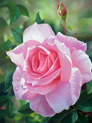 Файл:Pierre-Auguste Renoir - Blonde à la rose - c. 1915-17.jpg — Википедия