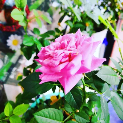 Pink Rose | Цветочное искусство, Цветочные картины, Розы