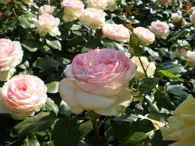 Роза Honore de Balzac (Оноре де Бальзак) – купить саженцы роз в питомнике в  Москве