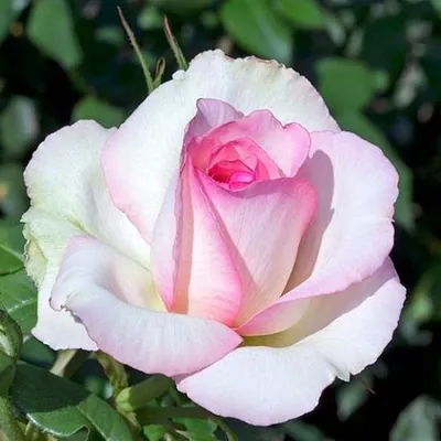 Купить Чайно-гибридная роза Оноре де Бальзак (Honore de Balzac). Саженцы в  Москве и области по низкой цене