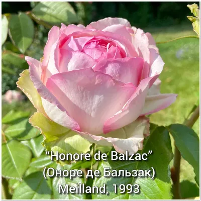 Купить Чайно-гибридная роза Оноре де Бальзак (Honore de Balzac). Саженцы в  Москве и области по низкой цене