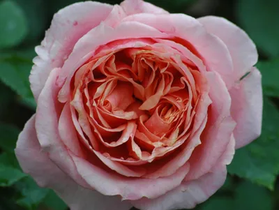 Роза чайно-гибридная Оноре де Бальзак Garden Seasons 172876829 купить за  560 ₽ в интернет-магазине Wildberries