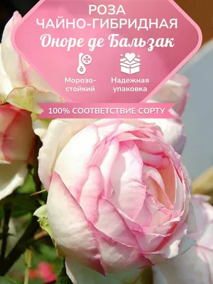 Роза чайно-гибридная Мейян Оноре де Бальзак 🌿 обзор: как сажать, саженцы  розы Мейян Оноре де Бальзак - YouTube