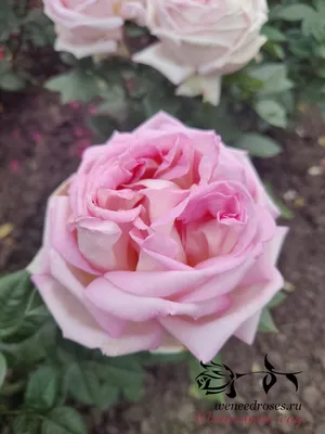 Роза чайно-гибридная Оноре де Бальзак - купить по низкой цене с доставкой