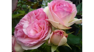 Оноре де Бальзак (Honore de Balzac) - Розы Шрабы - Розы - Каталог