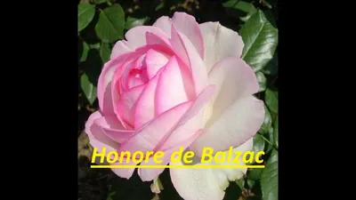 Роза чайно-гибридная Клод Моне - купить по низкой цене с доставкой