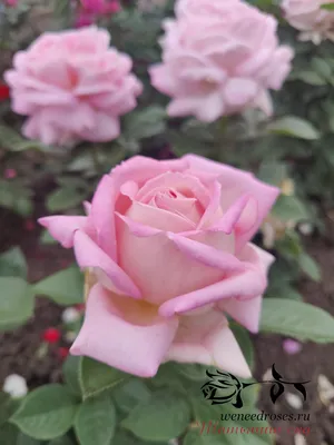 Роза Оноре де Бальзак - купить саженцы роз, доставка почтой.