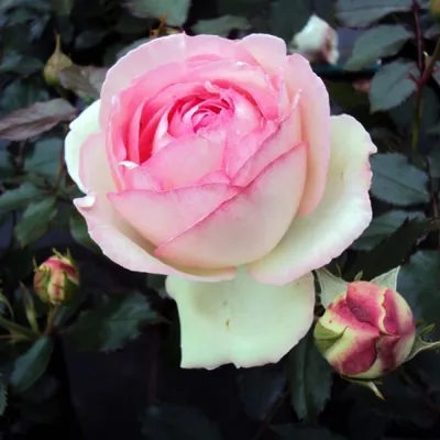 РОЗА Оноре де Бальзак (Honore de Balzac) - Питомник роз