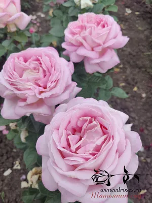 Купить саженец роза мейян чайно-гибридная оноре де бальзак розовая в  коробке цо по выгодной цене в интернет-магазине Дарвин