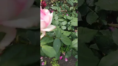 Чайно-гибридная роза Honore de Balzac Оноре де Бальзак Франция, 1993 Розы в  саду - YouTube