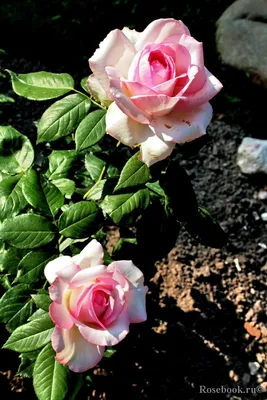 Роза чайно-гибридная Аскот 5 л bn - Розы чайно-гибридные - Садовые розы -  Растения - Каталог - Белыйналив.рф