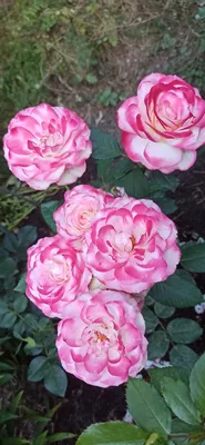 Роза Оноре де Бальзак - купить саженцы роз, доставка почтой.