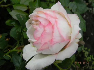 Garden Seasons Роза чайно-гибридная Оноре де Бальзак