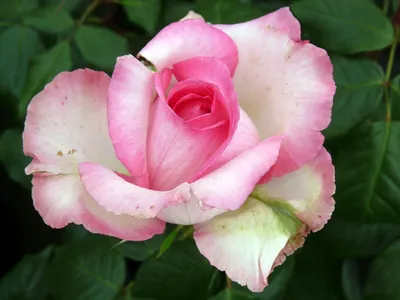 Аква роза чайно-гибридная - один из лучших розовых сортов