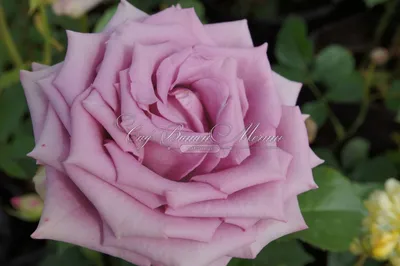 Мияби (Miyabi) - Розы Японской Селекции - Розы - Каталог