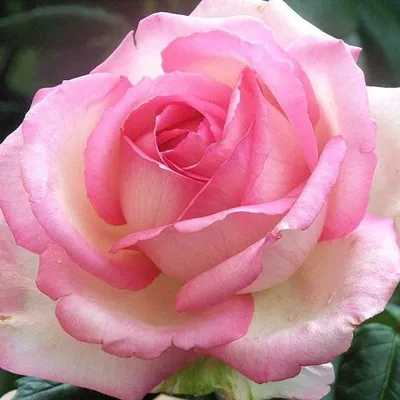 Роза 'Оноре де Бальзак' (чайно-гибридная) (розовая) купить по цене 2.850,00  руб. руб. в Москве в садовом центре Южный