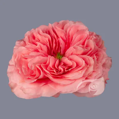 Роза Пинк Пиано (Pink Piano) – Растения 26