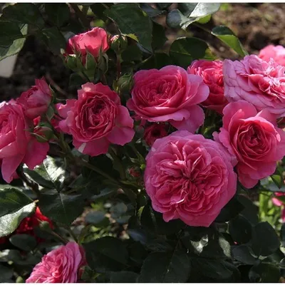 Цветущие розы 2017 г. - Страница 4 - AltayGarden.ru-мой сад.