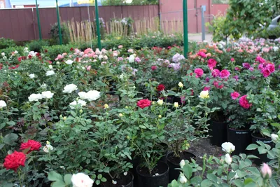 Троянда Оноре де Бальзак Honore de Balzac - купити саджанці троянд з  доставкою по Україні в магазині Добродар
