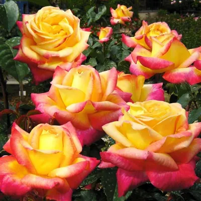 Роза чайно-гибридная Пульман Ориент Экспресс (Восточный Экспресс) купить с  доставкой в г. Муром - цена от 429.00 руб