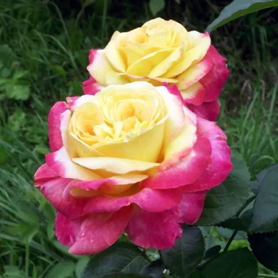 Роза Пульман Ориент Экспресс (Pullman Orient express) (C7L;2-3 года) – Ваш  сад