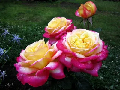Роза Пульман Ориент Экспресс (Pullman Orient Express) - Питомник роз