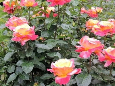 Роза Pullman Orient Express - «Восточный экспресс: желтая с ярко-розовыми  краями, необычная двухцветная роза, каждый ее бутон не похож на другой. » |  отзывы