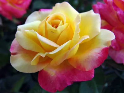 Яркая, необычная, простая в уходе: роза Восточный Экспресс. | Мои Садовые  Истории | Дзен