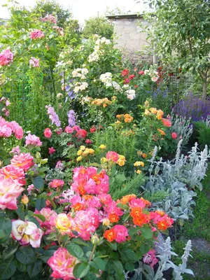 Роза Ориент Экспресс | Rose, Plants, Flowers