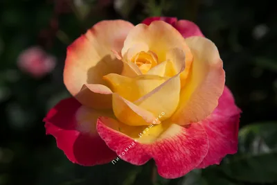 Купить саженцы Роза Восточный Экспресс с доставкой! | Florali-Flor