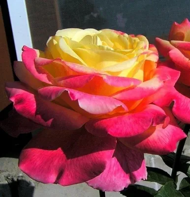 Роза 'Пульман Ориент Экспресс': характеристики сорта, особенности  выращивагия и ухода, цветение. Фотографии