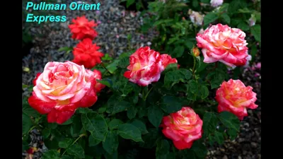 Купите Роза Восточный Экспресс 🌹 из питомника Долина роз с доставкой!