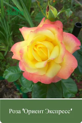 Знакомство с розами моего сада. 🌹Роза Pullman Orient Express (Восточный  Экспресс). | Удачница | Дзен