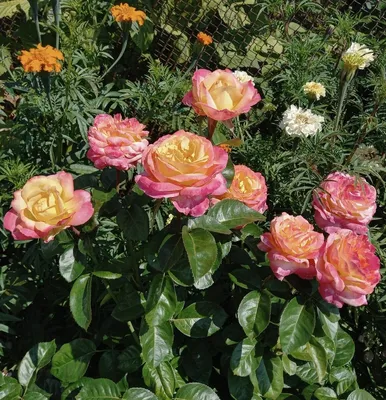 Роза Восточный экспресс (ч.-гибрид,желт)