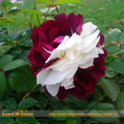 How to Grow and Care For Osiria Rose