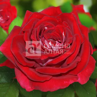 50 Osiria Hybrid Tea Rose Seeds, Rare Exotic Blood Red and White Rose Seeds  | eBay