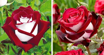 The Red and White Osiria Rose Has Taken the Internet by Storm